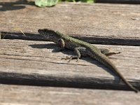 maudoc.com • Wall Lizard - Lucertola muraiola - Podarcis muralis •  IMG_0053.jpg : Lucertola muraiola