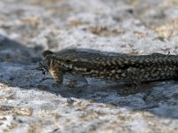 maudoc.com • Wall Lizard - Lucertola muraiola - Podarcis muralis •  IMG_1519.jpg : Lucertola muraiola