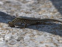 maudoc.com • Wall Lizard - Lucertola muraiola - Podarcis muralis •  IMG_1521.jpg : Lucertola muraiola