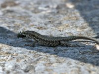 maudoc.com • Wall Lizard - Lucertola muraiola - Podarcis muralis •  IMG_1522.jpg : Lucertola muraiola