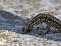 maudoc.com • Wall Lizard - Lucertola muraiola - Podarcis muralis •  IMG_1524b.jpg : Lucertola muraiola