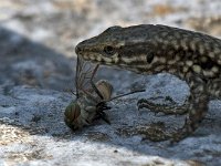 maudoc.com • Wall Lizard - Lucertola muraiola - Podarcis muralis •  IMG_1527.jpg : Lucertola muraiola