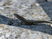 maudoc.com • Wall Lizard - Lucertola muraiola - Podarcis muralis •  IMG_1532.jpg : Lucertola muraiola