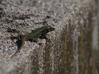 maudoc.com • Wall Lizard - Lucertola muraiola - Podarcis muralis •  IMG_3419.jpg : Lucertola muraiola