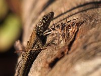 maudoc.com • Wall Lizard - Lucertola muraiola - Podarcis muralis •  IMG_4752.jpg