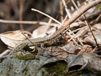 maudoc.com • Wall Lizard - Lucertola muraiola - Podarcis muralis •  IMG_5344.jpg   Verona : Lucertola campestre