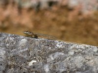 maudoc.com • Wall Lizard - Lucertola muraiola - Podarcis muralis •  IMG_6345.jpg : Lucertola