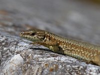 maudoc.com • Wall Lizard - Lucertola muraiola - Podarcis muralis •  IMG_6347.jpg : Lucertola