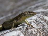 maudoc.com • Wall Lizard - Lucertola muraiola - Podarcis muralis •  IMG_6349b.jpg : Lucertola