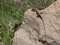 maudoc.com • Wall Lizard - Lucertola muraiola - Podarcis muralis •  IMG_7053.jpg   Greece : Lucertola