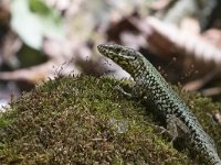 maudoc.com • Wall Lizard - Lucertola muraiola - Podarcis muralis •  IMG_8348.jpg : Lucertola muraiola