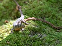 maudoc.com • Wall Lizard - Lucertola muraiola - Podarcis muralis •  IMG_8401.jpg : Lucertola muraiola