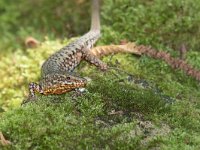 Wall Lizard - Lucertola muraiola - Podarcis muralis