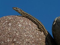 maudoc.com • Wall Lizard - Lucertola muraiola - Podarcis muralis •  IMG_9758.jpg : Lucertola muraiola