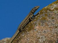 maudoc.com • Wall Lizard - Lucertola muraiola - Podarcis muralis •  IMG_9762.jpg : Lucertola muraiola