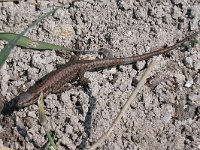 maudoc.com • Wall Lizard - Lucertola muraiola - Podarcis muralis •  lucertolamuraiola01.jpg : Lucertola muraiola