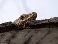 maudoc.com • Wall Lizard - Lucertola muraiola - Podarcis muralis •  lucertolamuraiola02.jpg : Lucertola muraiola