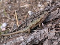 maudoc.com • Wall Lizard - Lucertola muraiola - Podarcis muralis •  lucertolamuraiola03.jpg : Lucertola muraiola