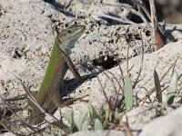 maudoc.com • Italian Wall Lizard - Lucertola campestre - Podarcis siculus •  IMG_2865.jpg   Sicily : Lucertola campestre