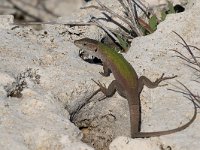 maudoc.com • Italian Wall Lizard - Lucertola campestre - Podarcis siculus •  IMG_2900.jpg   Sicily : Lucertola campestre