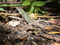 maudoc.com • Italian Wall Lizard - Lucertola campestre - Podarcis siculus •  IMG_3414.jpg   Sicily : Lucertola campestre