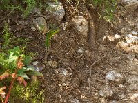 maudoc.com • Italian Wall Lizard - Lucertola campestre - Podarcis siculus •  IMG_4401.jpg   Verona : Lucertola campestre
