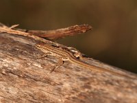 maudoc.com • Italian Wall Lizard - Lucertola campestre - Podarcis siculus •  IMG_4758.jpg   Po Delta
