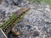 maudoc.com • Italian Wall Lizard - Lucertola campestre - Podarcis siculus •  IMG_5423.jpg   Verona : Lucertola campestre
