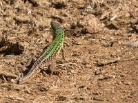 maudoc.com • Italian Wall Lizard - Lucertola campestre - Podarcis siculus •  IMG_5459.jpg   Verona : Lucertola campestre