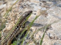 maudoc.com • Italian Wall Lizard - Lucertola campestre - Podarcis siculus •  IMG_5471a.jpg   Verona : Lucertola campestre