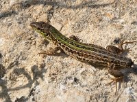 maudoc.com • Italian Wall Lizard - Lucertola campestre - Podarcis siculus •  IMG_5474.jpg   Verona : Lucertola campestre