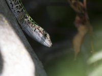 maudoc.com • Italian Wall Lizard - Lucertola campestre - Podarcis siculus •  IMG_5481.jpg   Tarquinia : Lucertola campestre