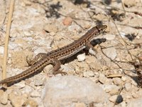 maudoc.com • Italian Wall Lizard - Lucertola campestre - Podarcis siculus •  IMG_6726.jpg : Lucertola campestre