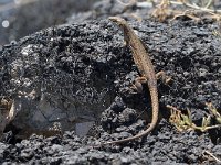 maudoc.com • Italian Wall Lizard - Lucertola campestre - Podarcis siculus •  IMG_6779.jpg : Lucertola campestre