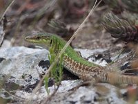 maudoc.com • Italian Wall Lizard - Lucertola campestre - Podarcis siculus •  IMG_6897.jpg   Alta Murgia : Lucertola campestre