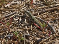 maudoc.com • Italian Wall Lizard - Lucertola campestre - Podarcis siculus •  IMG_7012.jpg : Lucertola campestre