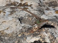 maudoc.com • Italian Wall Lizard - Lucertola campestre - Podarcis siculus •  IMG_7066.jpg : Lucertola campestre