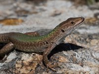 maudoc.com • Italian Wall Lizard - Lucertola campestre - Podarcis siculus •  IMG_7072.jpg : Lucertola campestre
