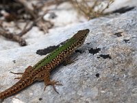 maudoc.com • Italian Wall Lizard - Lucertola campestre - Podarcis siculus •  IMG_7679.jpg : Lucertola campestre
