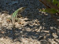 maudoc.com • Italian Wall Lizard - Lucertola campestre - Podarcis siculus •  IMG_7906.jpg : Lucertola campestre