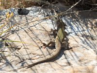 maudoc.com • Italian Wall Lizard - Lucertola campestre - Podarcis siculus •  IMG_8008.jpg   Laterza (TA) : Ramarro