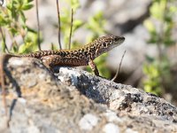 maudoc.com • Italian Wall Lizard - Lucertola campestre - Podarcis siculus •  IMG_8011.jpg : Lucertola campestre