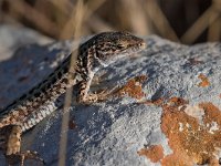 maudoc.com • Italian Wall Lizard - Lucertola campestre - Podarcis siculus •  IMG_8385.jpg : Lucertola campestre