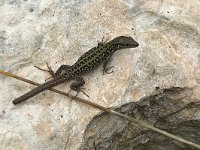 maudoc.com • Italian Wall Lizard - Lucertola campestre - Podarcis siculus •  IMG_9739.jpg   Podarcis sicula sanctinicolai [Tremiti] : Lucertola campestre