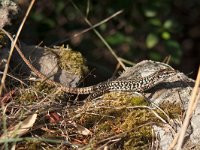 maudoc.com • Italian Wall Lizard - Lucertola campestre - Podarcis siculus •  lucertola_capraia01.jpg   Podarcis siculus caporiaccoi - Lucertola della Peraiola [Capraia] : Lucertola