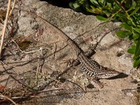 maudoc.com • Italian Wall Lizard - Lucertola campestre - Podarcis siculus •  lucertola_capraia03.jpg   Podarcis siculus caporiaccoi - Lucertola della Peraiola [Capraia] : Lucertola