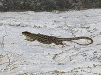 maudoc.com • Italian Wall Lizard - Lucertola campestre - Podarcis siculus •  lucertolacampestre01.jpg   Venice : Lucertola campestre