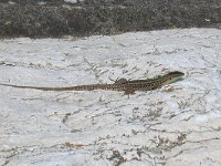 maudoc.com • Italian Wall Lizard - Lucertola campestre - Podarcis siculus •  lucertolacampestre02.jpg   Venice : Lucertola campestre