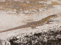 maudoc.com • Italian Wall Lizard - Lucertola campestre - Podarcis siculus •  lucertolacampestre03.jpg   Ventotene : Lucertola campestre