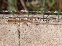 maudoc.com • Italian Wall Lizard - Lucertola campestre - Podarcis siculus •  lucertolacampestre04.jpg   Sardinia : Lucertola campestre